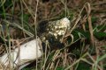 Fungi: Stinkhorn (Phallus impudicus)